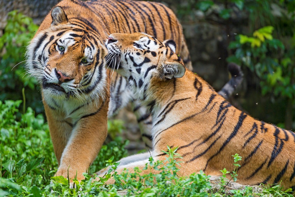 Tiger Attack Tiger Attack