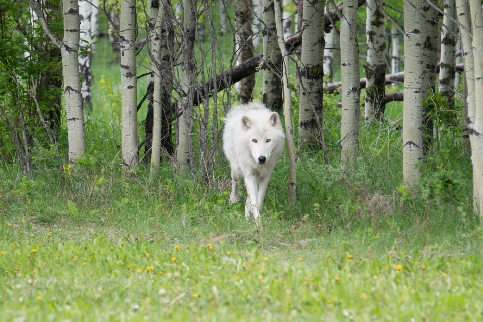 White Wolf Pet White Wolf
