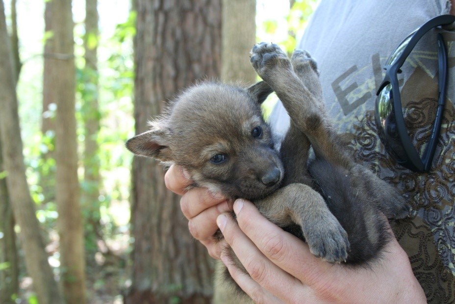 Wolf Puppy For Sale Wolf Puppy For Sale