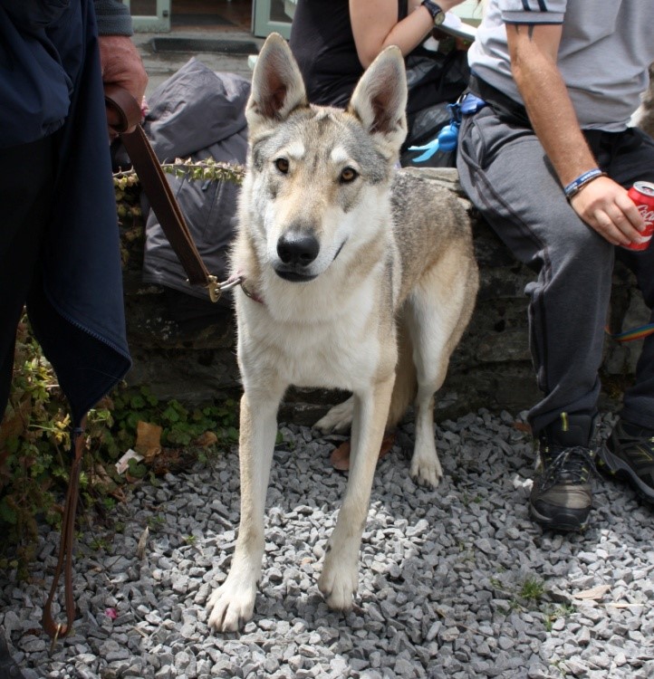 Wolf Dog For Sale Wolf Dog For Sale