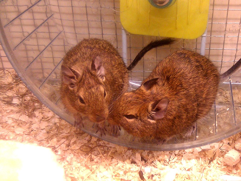Degu Degu