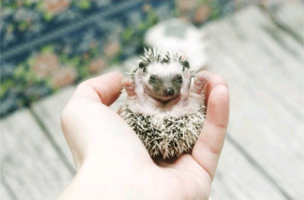 Baby Hedgehog Baby Hedgehog